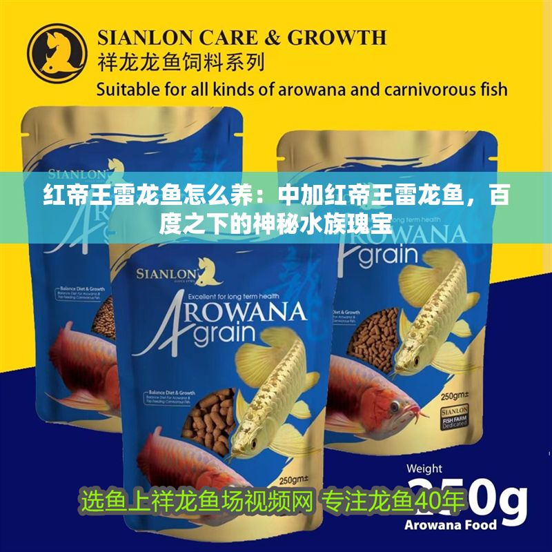 紅帝王雷龍魚怎么養(yǎng)：中加紅帝王雷龍魚，百度之下的神秘水族瑰寶