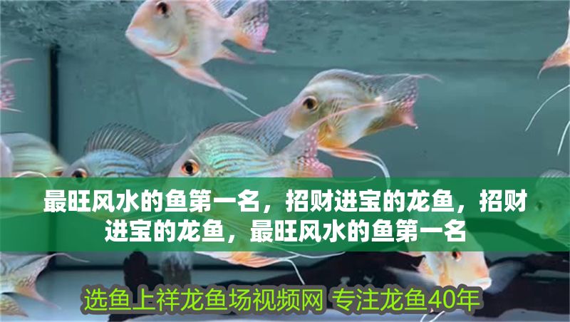 最旺風水的魚第一名，招財進寶的龍魚，招財進寶的龍魚，最旺風水的魚第一名