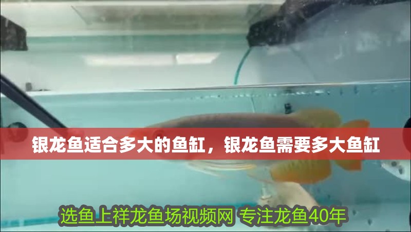 銀龍魚適合多大的魚缸，銀龍魚需要多大魚缸