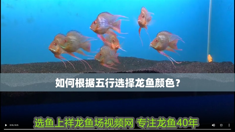 如何根據五行選擇龍魚顏色？