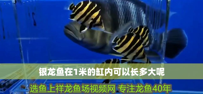 銀龍魚(yú)在1米的缸內(nèi)可以長(zhǎng)多大呢