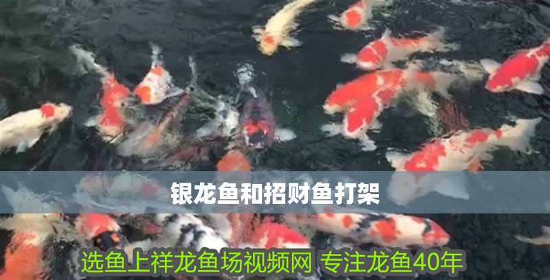銀龍魚和招財魚打架