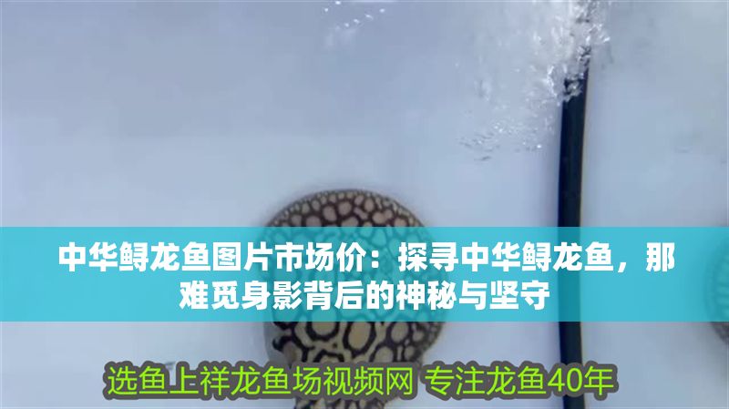中華鱘龍魚圖片市場價(jià)：探尋中華鱘龍魚，那難覓身影背后的神秘與堅(jiān)守