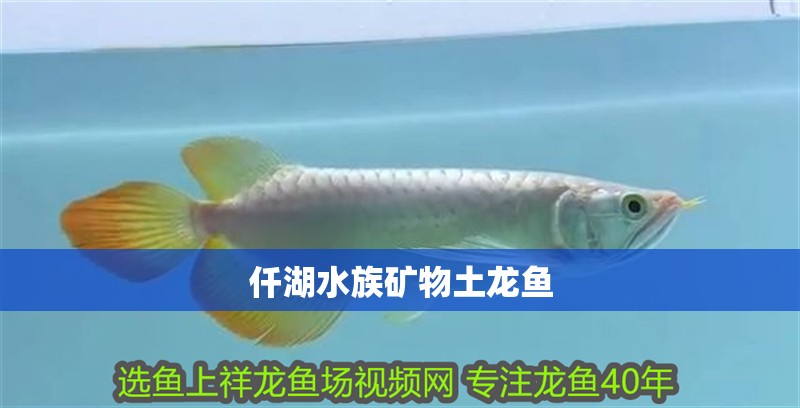 仟湖水族礦物土龍魚 仟湖水族礦物土龍魚 龍魚論壇