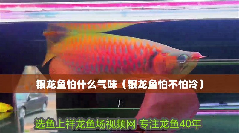 銀龍魚怕什么氣味（銀龍魚怕不怕冷）