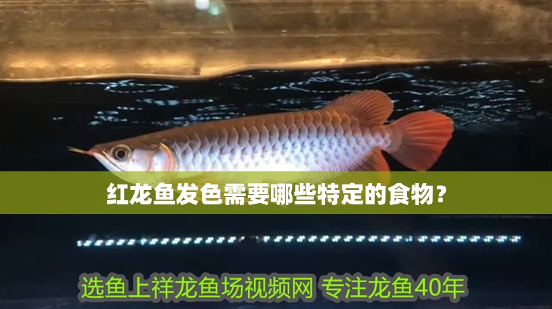紅龍魚發色需要哪些特定的食物？