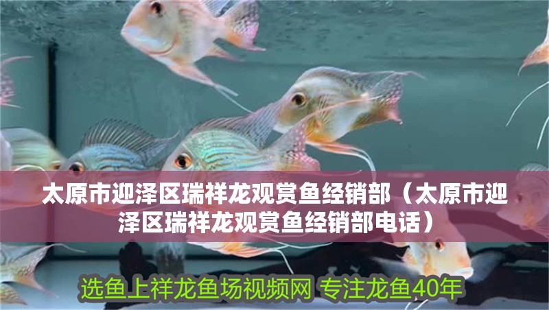 太原市迎澤區(qū)瑞祥龍觀賞魚經(jīng)銷部（太原市迎澤區(qū)瑞祥龍觀賞魚經(jīng)銷部電話）