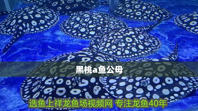 黑桃a魚公母