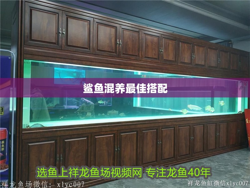 鯊魚混養最佳搭配