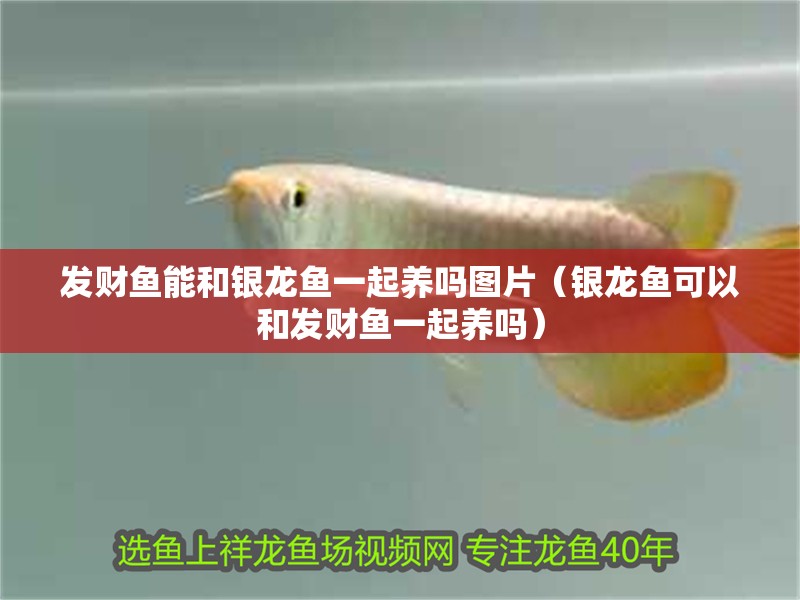 發財魚能和銀龍魚一起養嗎圖片（銀龍魚可以和發財魚一起養嗎）
