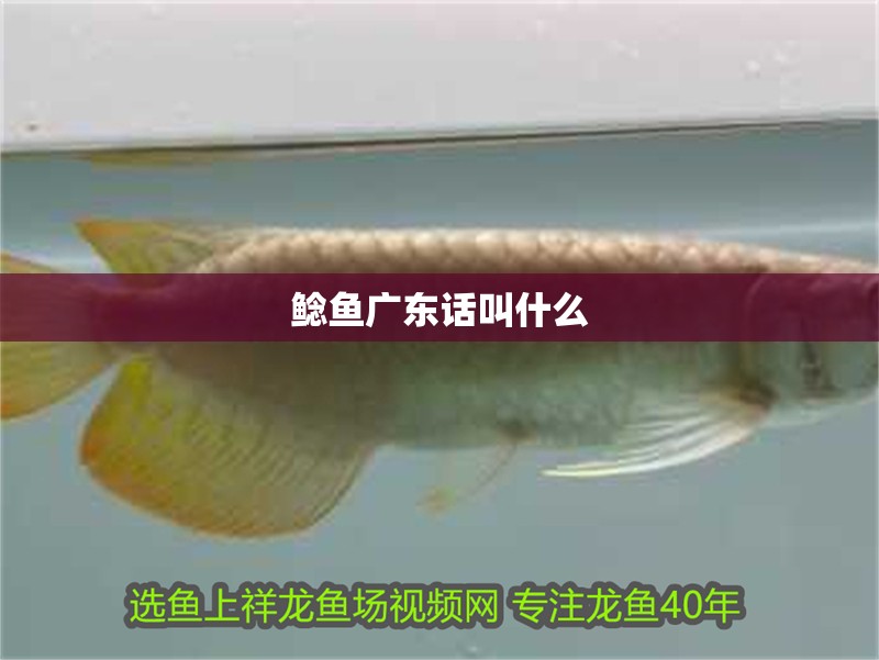 鯰魚廣東話叫什么