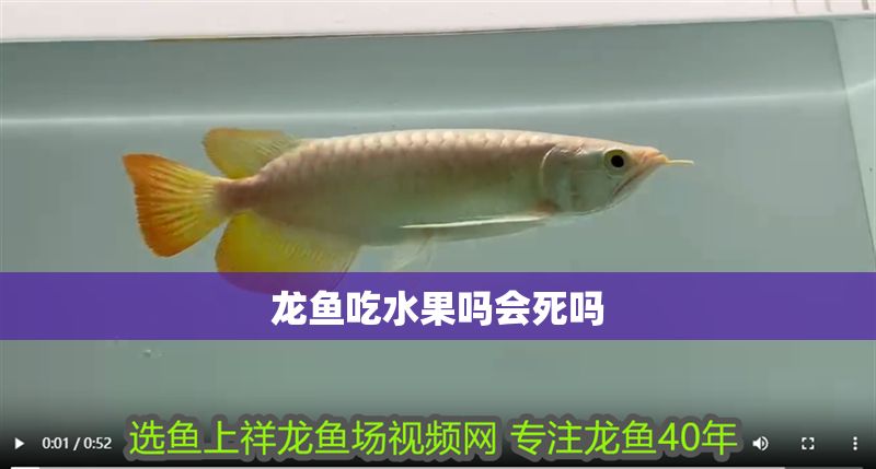 龍魚吃水果嗎會死嗎