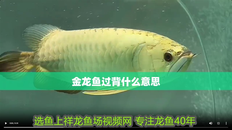 金龍魚過背什么意思