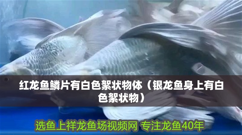 紅龍魚鱗片有白色絮狀物體（銀龍魚身上有白色絮狀物）