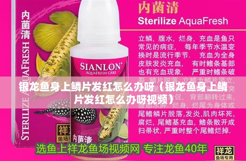 銀龍魚身上鱗片發紅怎么辦呀（銀龍魚身上鱗片發紅怎么辦呀視頻）