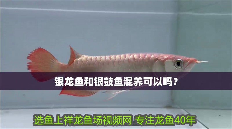 銀龍魚和銀鼓魚混養可以嗎？
