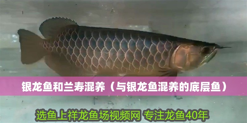 銀龍魚和蘭壽混養(yǎng)（與銀龍魚混養(yǎng)的底層魚）