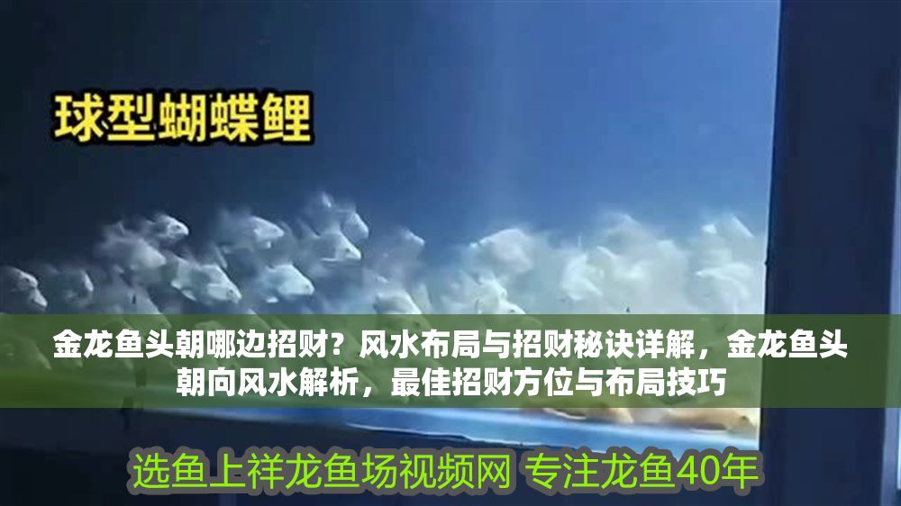 金龍魚頭朝哪邊招財？風(fēng)水布局與招財秘訣詳解，金龍魚頭朝向風(fēng)水解析，最佳招財方位與布局技巧