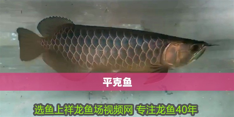 平克魚