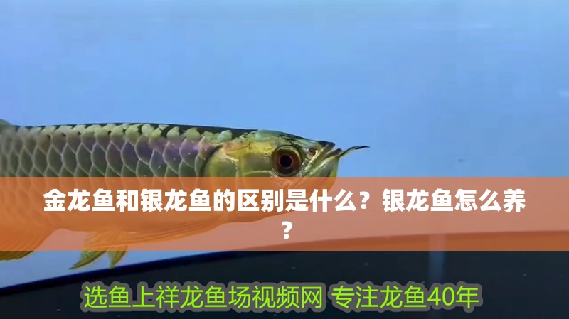 金龍魚和銀龍魚的區別是什么？銀龍魚怎么養？