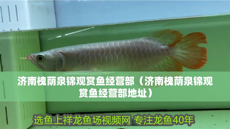 濟南槐蔭泉錦觀賞魚經營部（濟南槐蔭泉錦觀賞魚經營部地址）