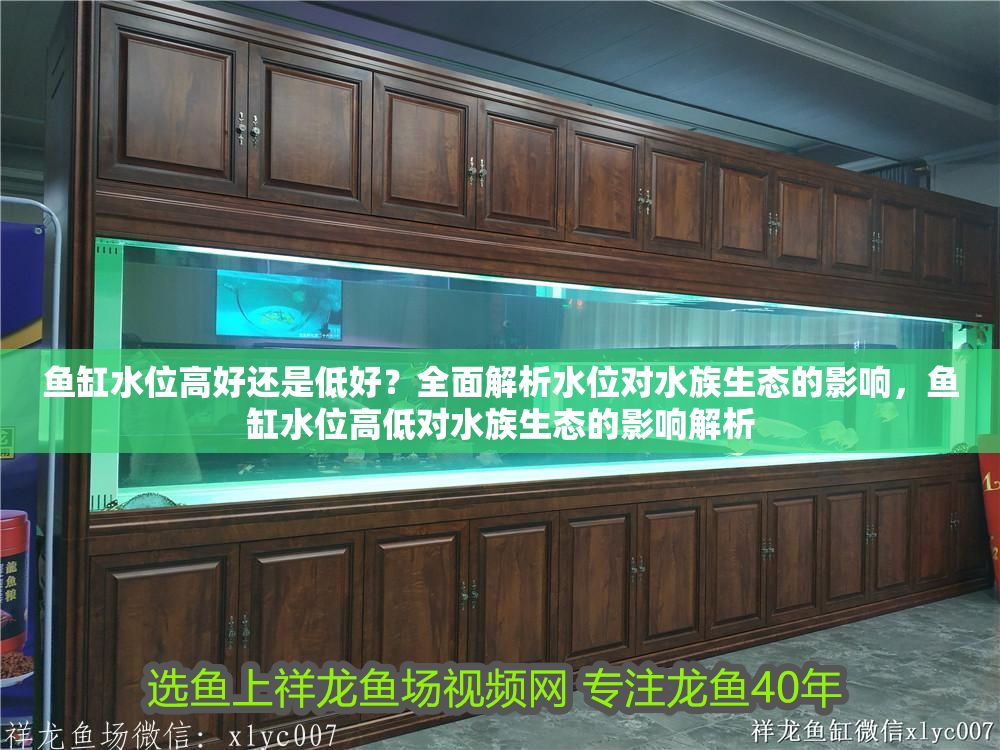 魚缸水位高好還是低好？全面解析水位對水族生態的影響，魚缸水位高低對水族生態的影響解析