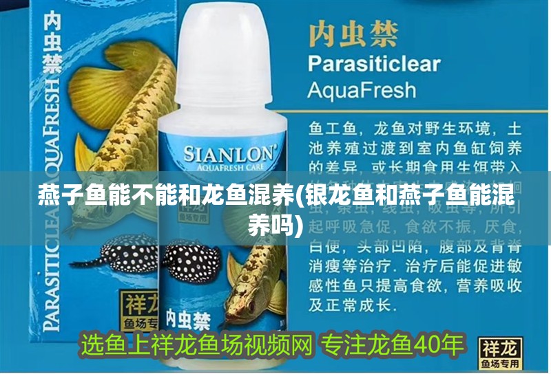 燕子魚能不能和龍魚混養(銀龍魚和燕子魚能混養嗎)