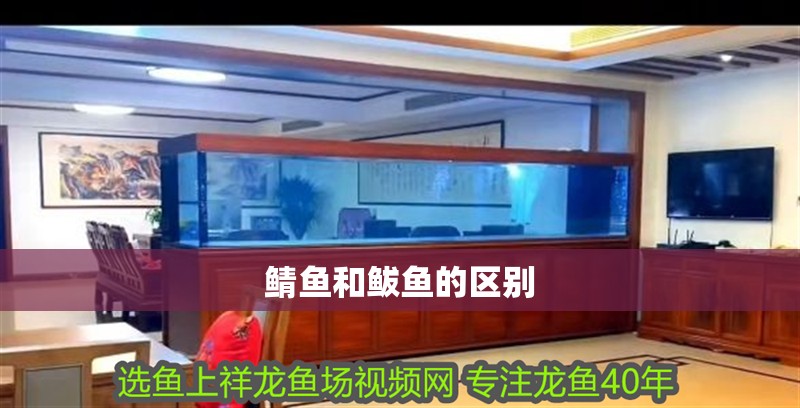 鯖魚和鲅魚的區別