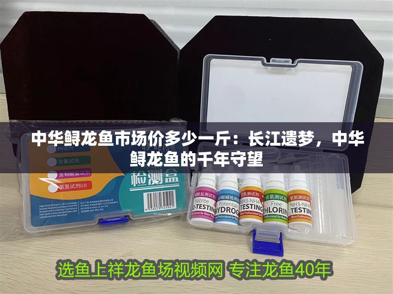 中華鱘龍魚市場價(jià)多少一斤：長江遺夢(mèng)，中華鱘龍魚的千年守望