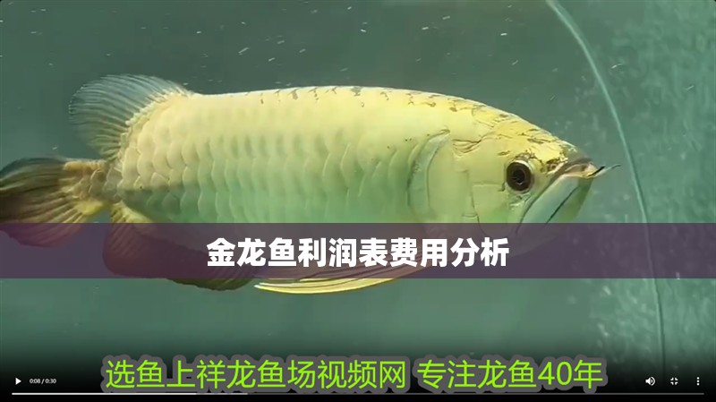 金龍魚利潤表費用分析