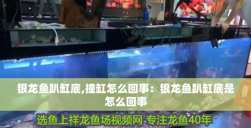 銀龍魚趴缸底,撞缸怎么回事：銀龍魚趴缸底是怎么回事