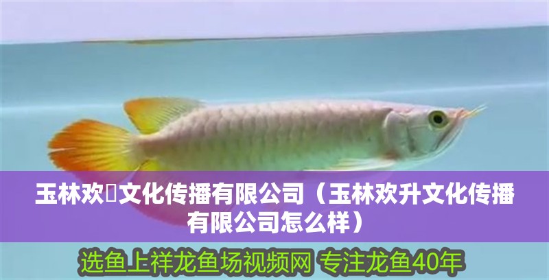 玉林歡昇文化傳播有限公司（玉林歡升文化傳播有限公司怎么樣） 玉林歡昇文化傳播有限公司（玉林歡升文化傳播有限公司怎么樣） 全國水族館企業名錄