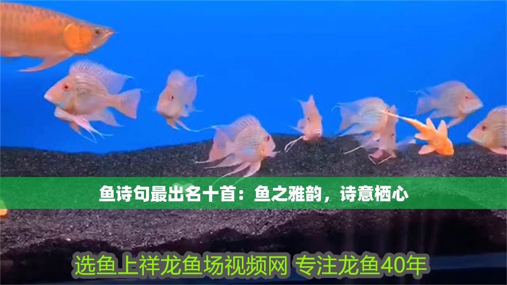 魚詩句最出名十首：魚之雅韻，詩意棲心