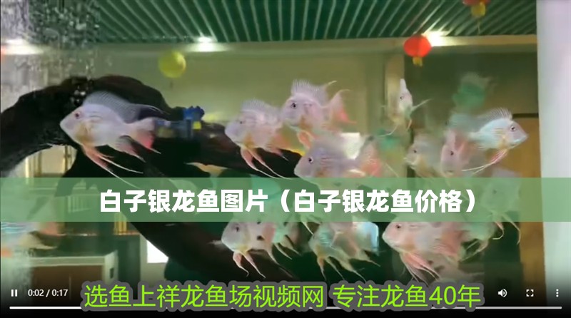 白子銀龍魚圖片（白子銀龍魚價(jià)格）