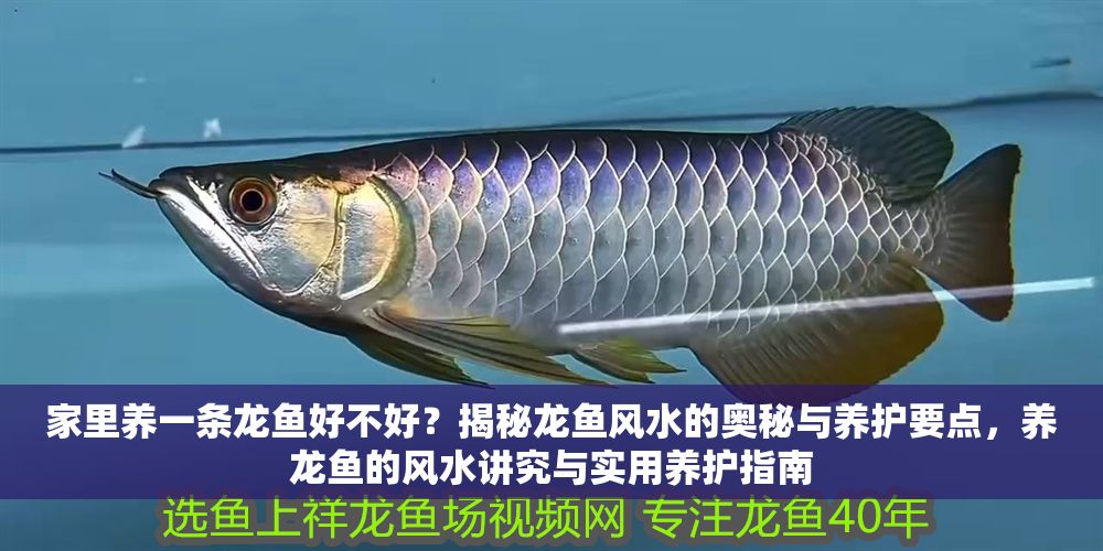 家里養一條龍魚好不好？揭秘龍魚風水的奧秘與養護要點，養龍魚的風水講究與實用養護指南