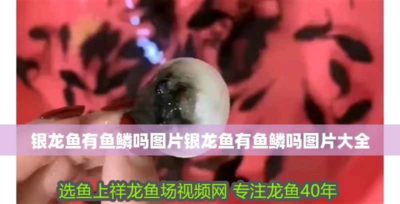 銀龍魚有魚鱗嗎圖片銀龍魚有魚鱗嗎圖片大全