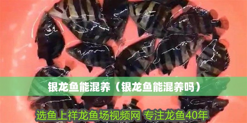 銀龍魚能混養(yǎng)（銀龍魚能混養(yǎng)嗎）