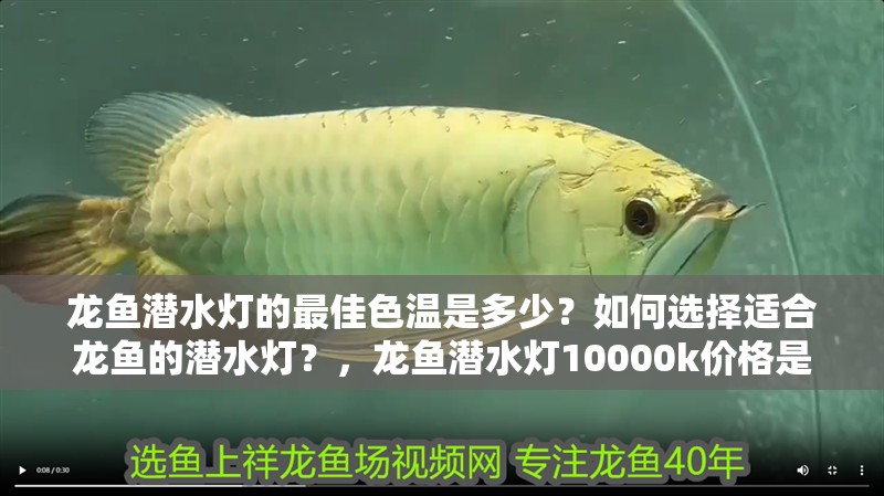龍魚潛水燈的最佳色溫是多少？如何選擇適合龍魚的潛水燈？，龍魚潛水燈10000k價格是多少龍魚潛水燈配置速查表