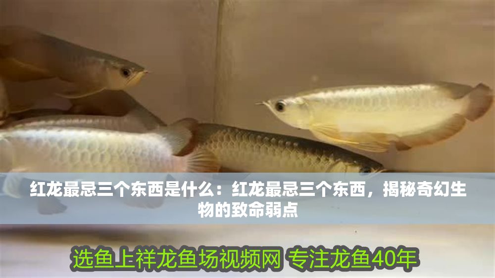 紅龍最忌三個(gè)東西是什么：紅龍最忌三個(gè)東西，揭秘奇幻生物的致命弱點(diǎn)