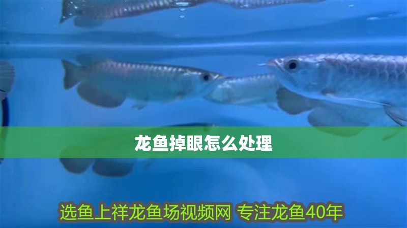 龍魚掉眼怎么處理