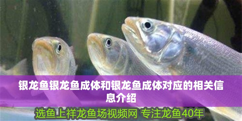 銀龍魚銀龍魚成體和銀龍魚成體對應的相關信息介紹