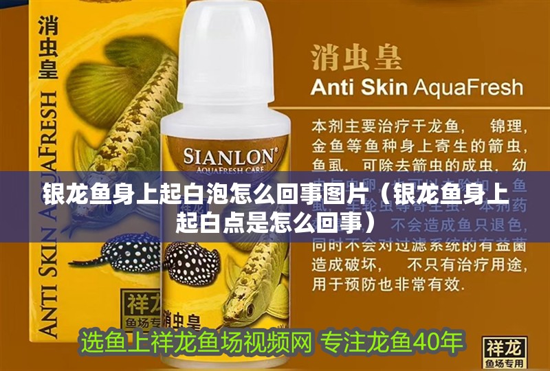 銀龍魚身上起白泡怎么回事圖片（銀龍魚身上起白點是怎么回事）