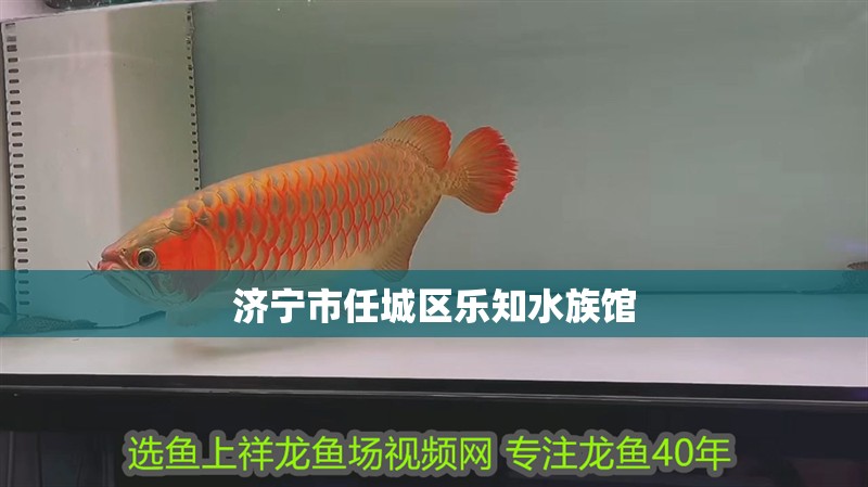 濟寧市任城區樂知水族館