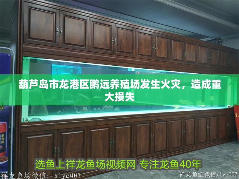 葫蘆島市龍港區鵬遠養殖場發生火災，造成重大損失