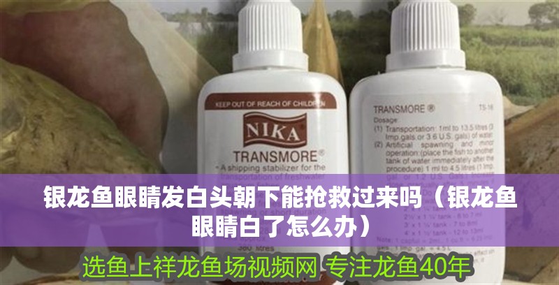 銀龍魚眼睛發(fā)白頭朝下能搶救過來嗎（銀龍魚眼睛白了怎么辦）