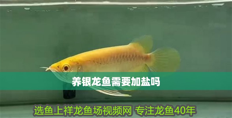 養(yǎng)銀龍魚需要加鹽嗎