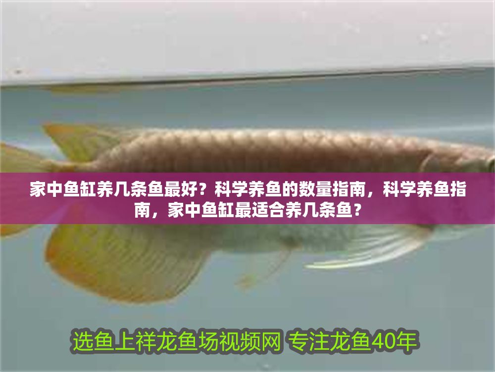 家中魚缸養幾條魚最好？科學養魚的數量指南，科學養魚指南，家中魚缸最適合養幾條魚？