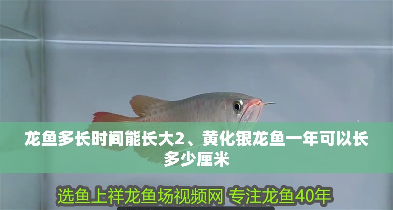 龍魚多長時間能長大2、黃化銀龍魚一年可以長多少厘米