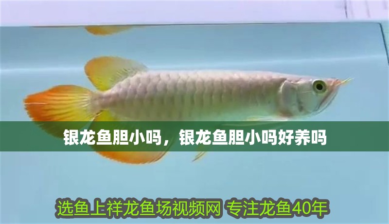 銀龍魚膽小嗎，銀龍魚膽小嗎好養嗎