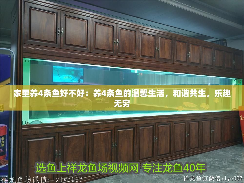 家里養4條魚好不好：養4條魚的溫馨生活，和諧共生，樂趣無窮